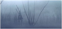 naboo_swamp.jpg (4664 bytes)